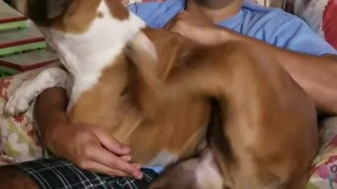 Dog shakes when scratched