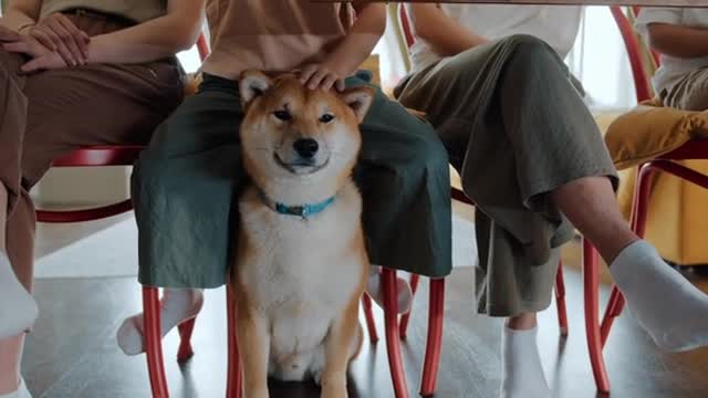 Pet Dog Under The Table