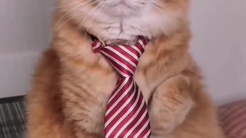 Meowsterpiece: A Purrfect Compilation of Adorable Cats 🐾 #cat #meow #funny #viral #trending