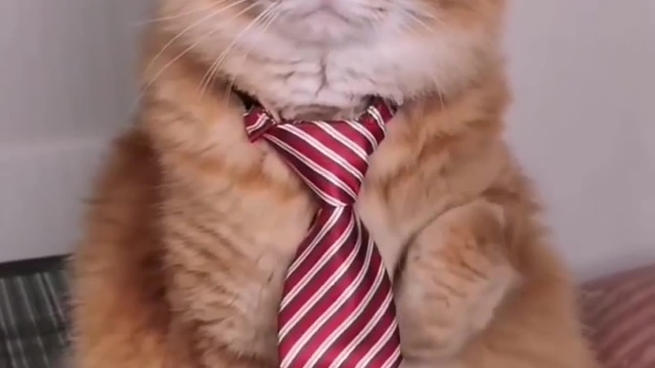 Meowsterpiece: A Purrfect Compilation of Adorable Cats 🐾 #cat #meow #funny #viral #trending