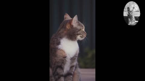 So many cute kittens