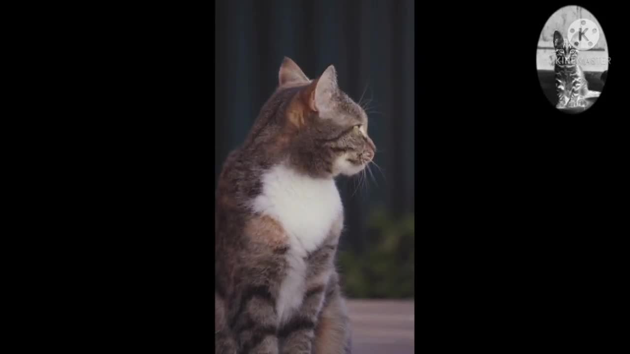 So many cute kittens