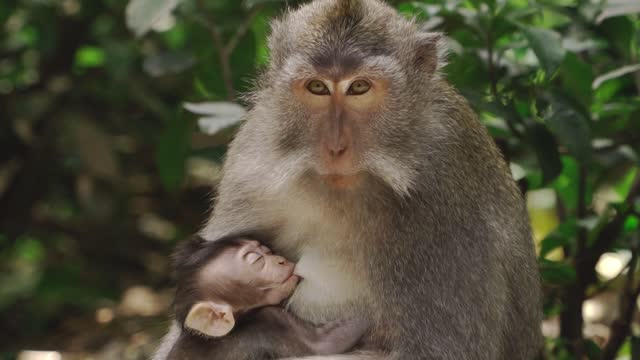 Mãe macaco dando de mamar