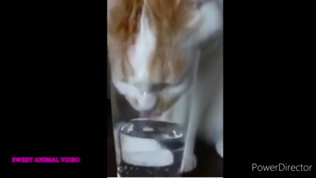 Cat 🐈 and Dog 🐕 funny videos 2022 new part 1 || Animal Lover Benakash