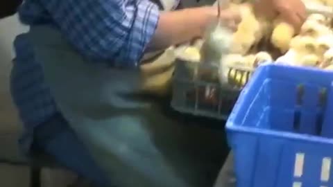 y Chicks Suffocated to Death in Garbage Bags - Egg Industry Horrors