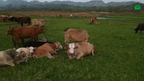 the wild beasts (cow)