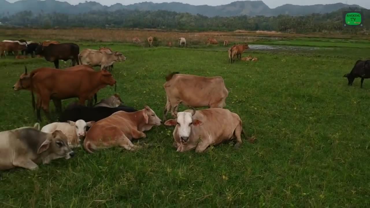 the wild beasts (cow)