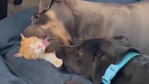 cat and dog love