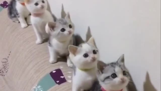 So funny cat are playing