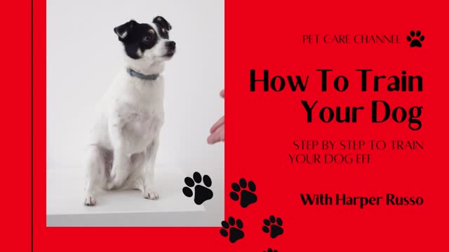 HOW TO TRAIN YOUR DOG