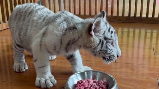 Little white tigers as white as snow