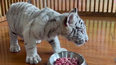 Little white tigers as white as snow