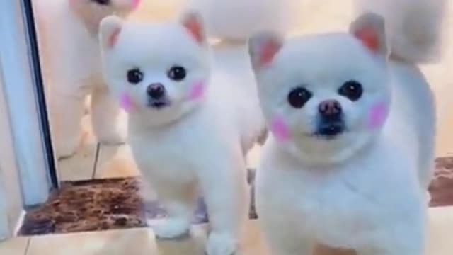 Baby dogs | cute dogs | funny baby dog