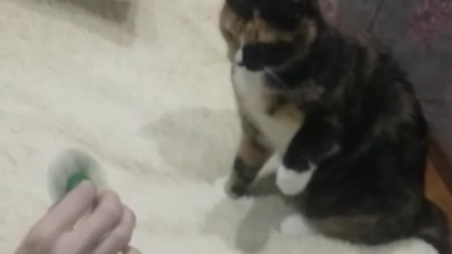 cat vs spiner
