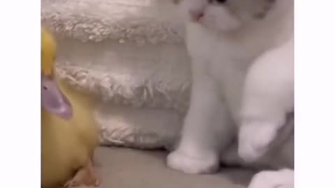 cute animal funny videos 2024