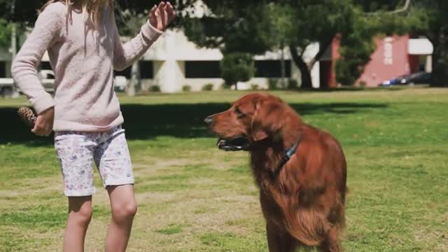 Little girl Playing with her Dog adorable at the park