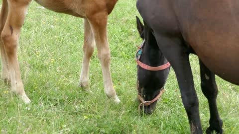 Footage of horses eating grass on a field