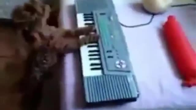 Funny Cats And Dogs