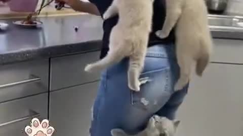 Cute Cats Climbing Her Owner