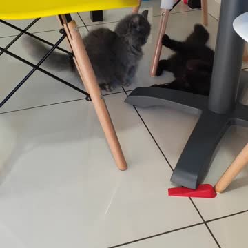 Cat Wrestling: Princess VS Betty The Black