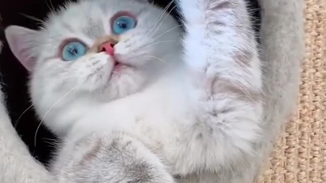 OMG So Cute ♡ Best Funny Cats and Dogs Compilation MUST WATCH