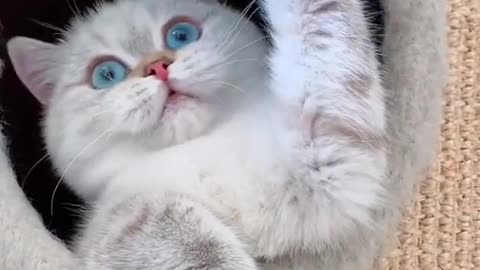 OMG So Cute ♡ Best Funny Cats and Dogs Compilation MUST WATCH