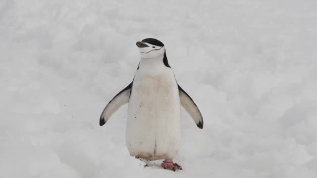 Chinstrap Penguin