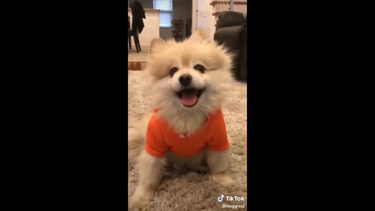 COMPILATION CATS AND DOGS