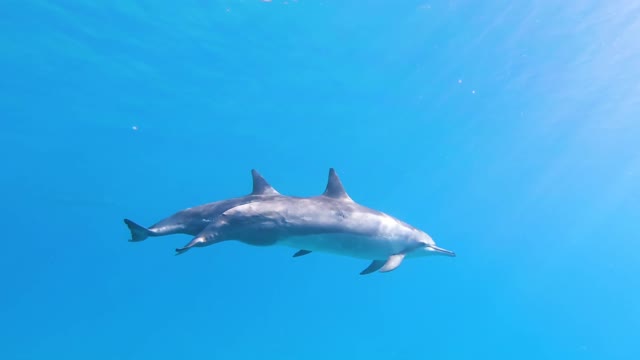 Dolphin fish swimming underwater in herd 2