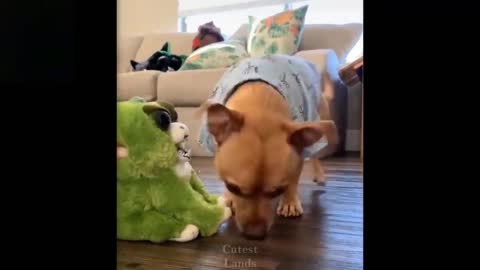 Funny Pets try not to Laugh To These Cutest Pets