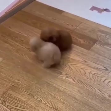 Baby Animals SO Cute Just relaxing and heartwarming