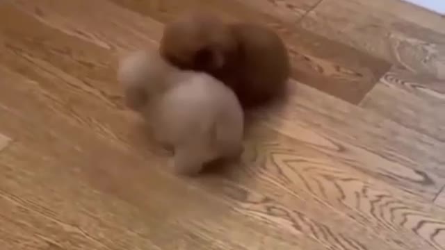 Baby Animals SO Cute Just relaxing and heartwarming