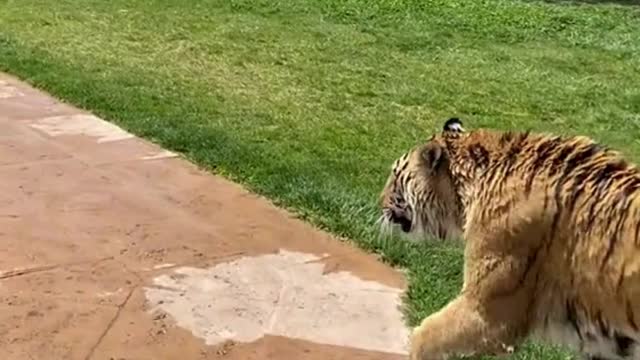 The keeper is playing with a toy with a tiger