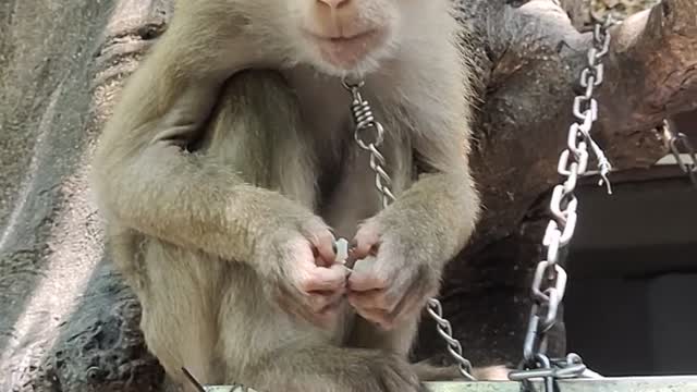 The monkey eats quail eggs so cute