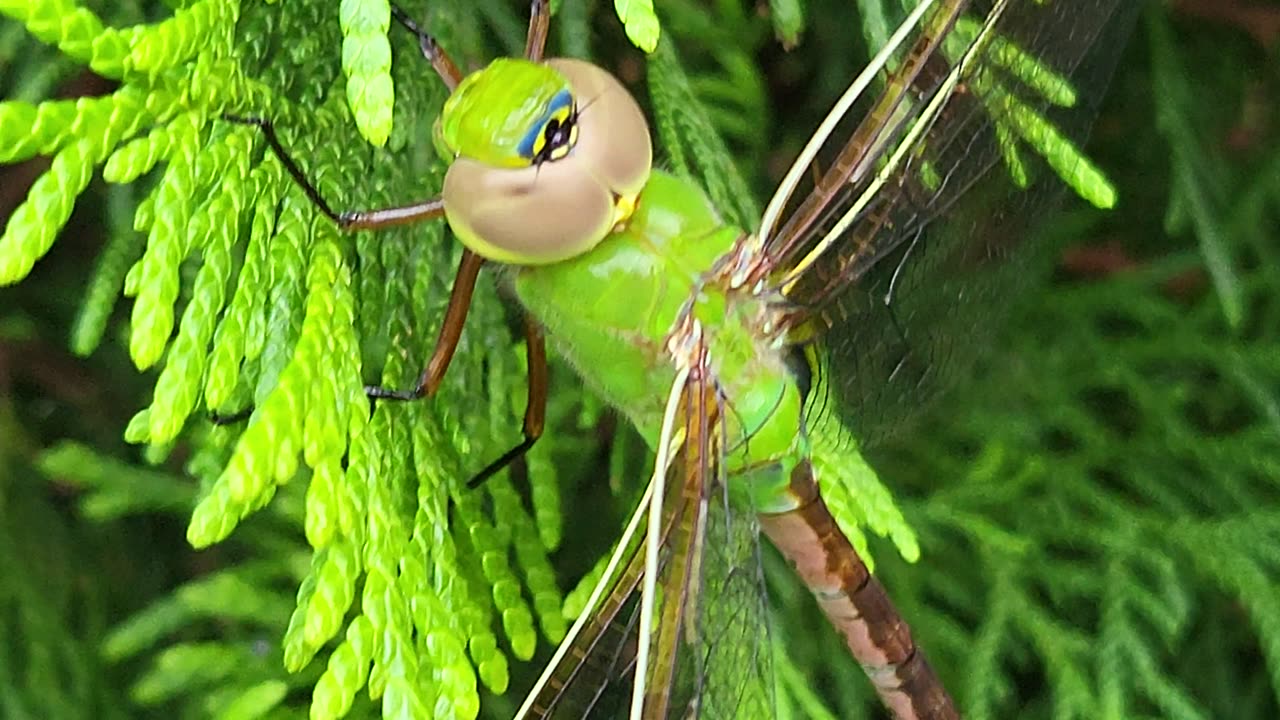 DRAGONFLY CLOSE UP