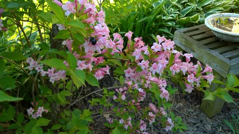 Bumble Bee in Pink Weigelia