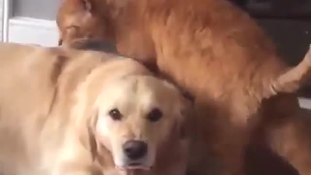Hilarious Cat Dog Compilations!!