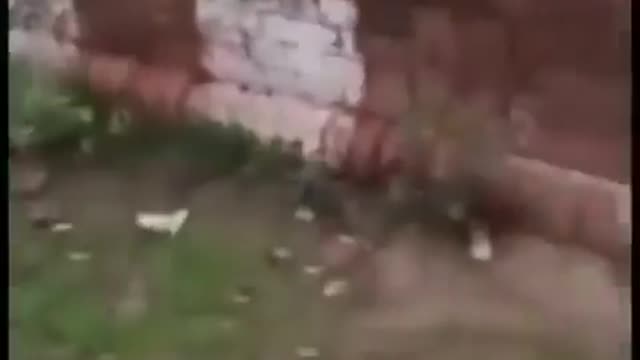 funny-status-video-0105