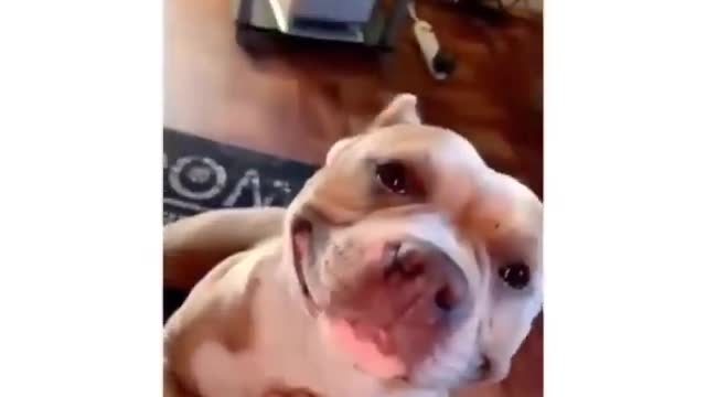 Funny Dog smiling