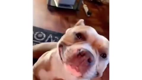 Funny Dog smiling