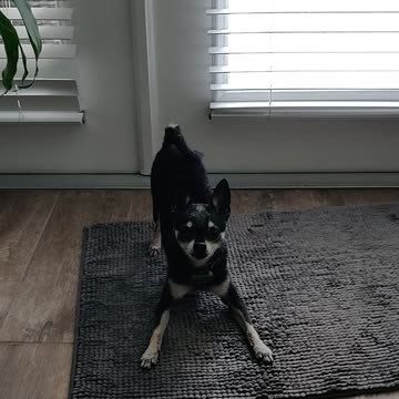 Nacho saying it's time to go out for a walk