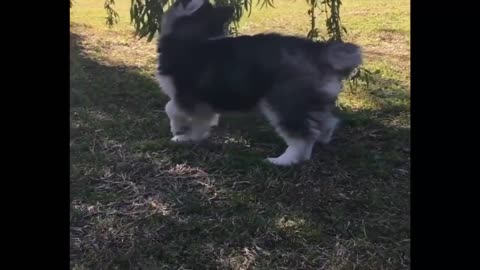 Cute little Husky Puppies