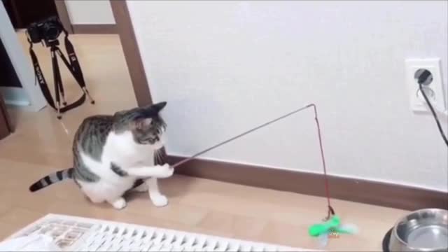 Best Talents - Cute And Funny Animals Compilation😻