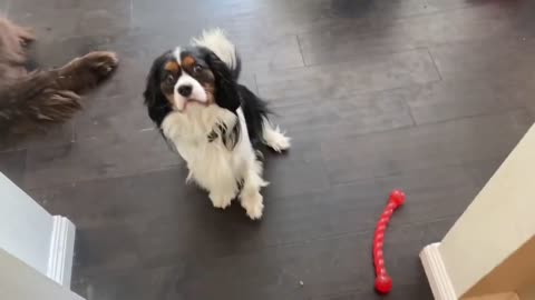 Cute cavalier perfectly responds to mom's questions