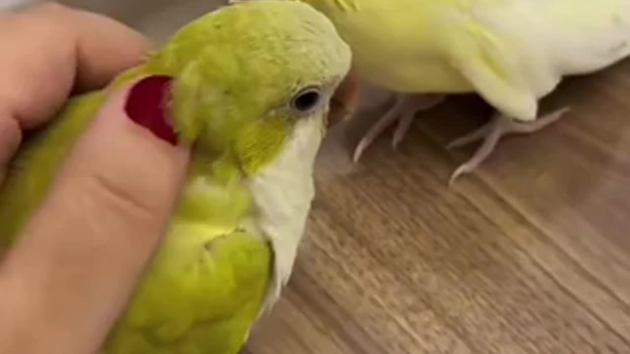 Cute tia bird trending video