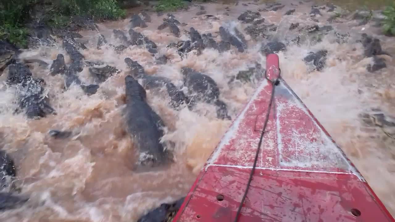 Navigating Through A Sea of Caimans