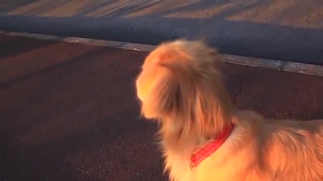 Hilarious moment dog imitates an emergency siren by howling