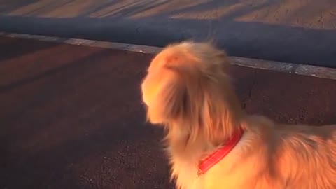 Hilarious moment dog imitates an emergency siren by howling