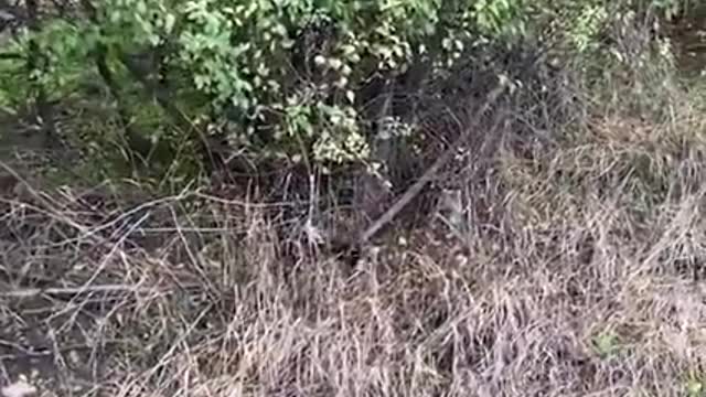 The moment this guy finally catches this abandoned puppy and covers her in kisses 💗
