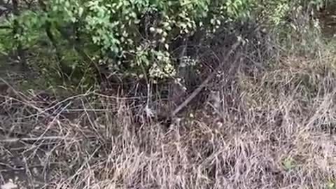 The moment this guy finally catches this abandoned puppy and covers her in kisses 💗